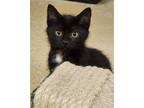 Adopt Madera a Black & White or Tuxedo Domestic Shorthair / Mixed cat in