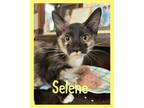 Adopt Selene a Calico or Dilute Calico Domestic Shorthair / Mixed cat in
