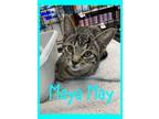 Adopt Maya May a Domestic Shorthair / Mixed cat in Wilmington, NC (39136675)