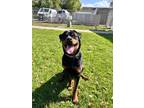 Adopt Hank a Rottweiler / Mixed dog in Kelowna, BC (39187105)