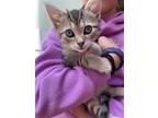 Adopt Skeeter a Brown Tabby Domestic Shorthair / Mixed (short coat) cat in