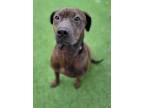 Adopt Astro a Shar Pei / Pit Bull Terrier / Mixed dog in Topeka, KS (39152012)
