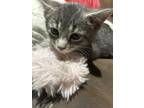 Adopt Tiger Lily a Gray or Blue Tabby / Mixed (short coat) cat in Willis