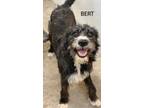 Adopt Bert a Black - with Gray or Silver Schnauzer (Standard) / Terrier (Unknown