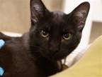 Adopt WOOLOO a All Black Domestic Mediumhair / Mixed (medium coat) cat in