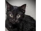 Adopt Bobo a All Black Domestic Shorthair / Mixed cat in Denison, TX (39186952)