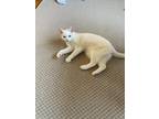 Adopt Ayla a White American Shorthair / Mixed (short coat) cat in Cleveland