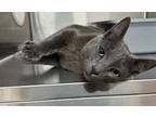Adopt Flannel a Domestic Shorthair / Mixed cat in Prince George, BC (39186929)
