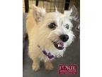 Adopt Bebe a White - with Tan, Yellow or Fawn Cairn Terrier / Mixed dog in