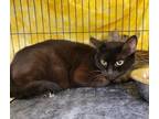 Adopt Queen a All Black Domestic Shorthair / Mixed (short coat) cat in Dickson