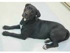 Adopt Poppy a Mastiff / Labrador Retriever / Mixed dog in Atlantic City
