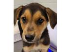 Adopt Sasha a German Shepherd Dog / Australian Cattle Dog / Mixed dog in