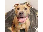 Adopt Lotus a Tan/Yellow/Fawn - with White American Staffordshire Terrier /