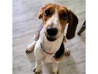 Adopt Pickle a Tricolor (Tan/Brown & Black & White) Beagle / Mixed dog in