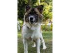 Adopt Swift a Collie / Akita / Mixed dog in Birdsboro, PA (39186843)