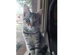 Adopt Wilma a Spotted Tabby/Leopard Spotted Domestic Shorthair / Mixed (short