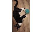 Adopt Tubs a Black & White or Tuxedo American Shorthair / Mixed (short coat) cat