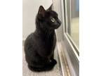 Adopt Charlie a Domestic Shorthair / Mixed cat in Brockville, ON (39186817)