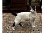 Adopt Codey & Cody a White (Mostly) Domestic Shorthair (short coat) cat in