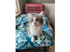 Adopt Milo OK a Domestic Mediumhair / Mixed (short coat) cat in Fort Lupton