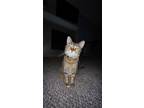 Adopt Neytiri a Brown Tabby American Shorthair / Mixed (short coat) cat in