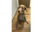 Adopt Frieza a Gray/Blue/Silver/Salt & Pepper Labrador Retriever / Mixed dog in