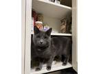 Adopt grover a Gray or Blue American Shorthair / Mixed (short coat) cat in