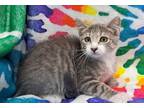 Adopt (5829) Cinder a Gray or Blue (Mostly) Domestic Shorthair / Mixed (short