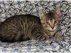 Adopt (5838) Jersey a Brown Tabby Domestic Shorthair / Mixed (short coat) cat in