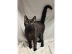 Adopt (5891) Alex a All Black Domestic Shorthair / Mixed (short coat) cat in