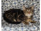 Adopt (5893) Arlo a Brown Tabby Domestic Shorthair / Mixed (short coat) cat in