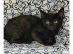 Adopt (5903) Riley a All Black Domestic Shorthair / Mixed (short coat) cat in