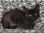 Adopt (5905) Reese a All Black Domestic Shorthair / Mixed (short coat) cat in