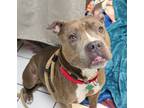 Adopt Sheeba a Brindle - with White American Staffordshire Terrier / Mixed dog