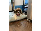 Adopt Shyloih a Tricolor (Tan/Brown & Black & White) Papillon / Mixed dog in