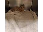 Adopt Knuckles a Tan or Fawn Tabby Domestic Mediumhair / Mixed cat in Bristol
