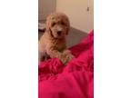 Adopt Ryder a Tan/Yellow/Fawn - with White Goldendoodle / Golden Retriever /