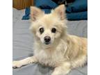 Adopt Sasha a White - with Tan, Yellow or Fawn Pomeranian / Mixed dog in Blue