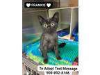 Adopt FRANKIE a All Black Bombay (short coat) cat in Bridgewater, NJ (39186539)