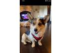 Adopt Rugby a Tricolor (Tan/Brown & Black & White) Corgi / Mixed dog in Yelm