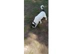 Adopt Rosie a Brindle - with White Great Pyrenees / Mastiff / Mixed dog in