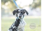 Adopt Fern a Merle German Shepherd Dog / Great Dane / Mixed dog in Northport