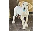Adopt PUPPY CAPTAIN a Labrador Retriever / Mixed dog in richmond, VA (39082588)