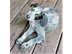 Adopt PUPPY SISTER BABY BLUEY a Gray/Blue/Silver/Salt & Pepper Australian Cattle