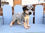 Adopt PUPPY ELSIE a Beagle / Australian Cattle Dog / Mixed dog in richmond