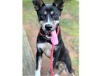 Adopt PUPPY OREO COOKIE a Black - with White Husky / Mixed dog in richmond