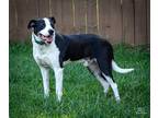 Adopt JACK SPRAT a Black - with White Labrador Retriever / Boxer / Mixed dog in
