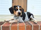 Adopt PUPPY BESSIE a Beagle / Mixed dog in richmond, VA (39146362)