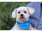 Adopt BENJI-FOSTER OR ADOPTER NEEDED! a Shih Tzu / Mixed dog in richmond