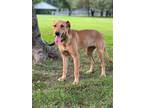Adopt LIBERTY BELLE a Labrador Retriever / Mixed dog in richmond, VA (39160536)